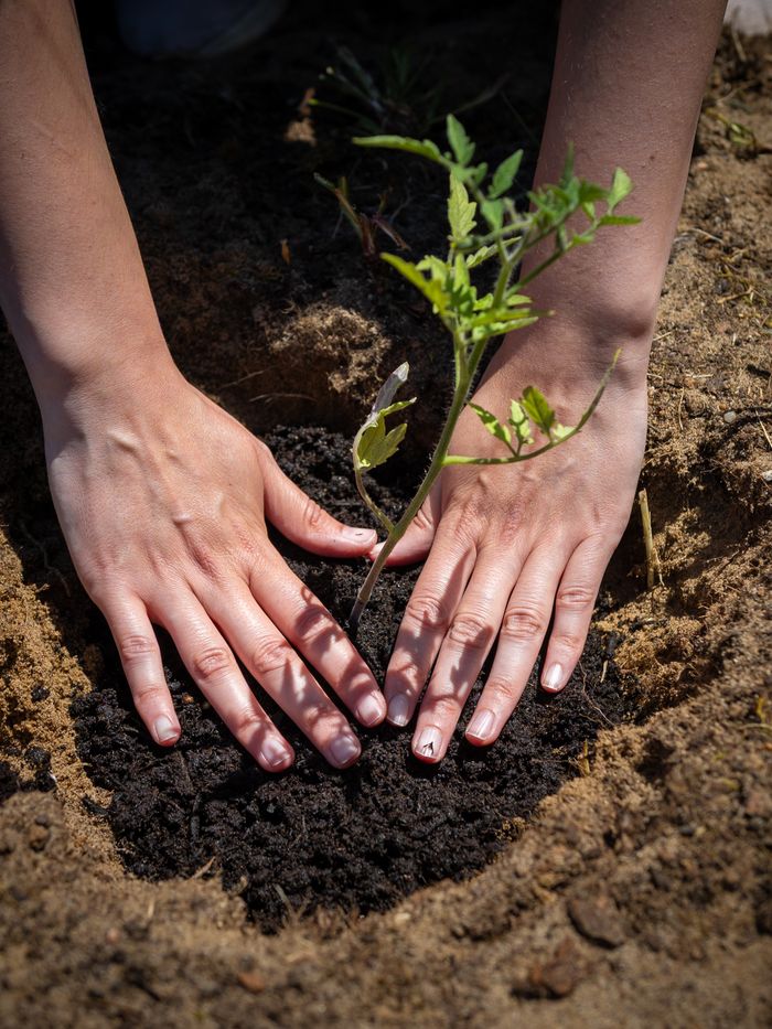 Close-up of hands nurturing a young tomato plant in garden soil outdoors.
