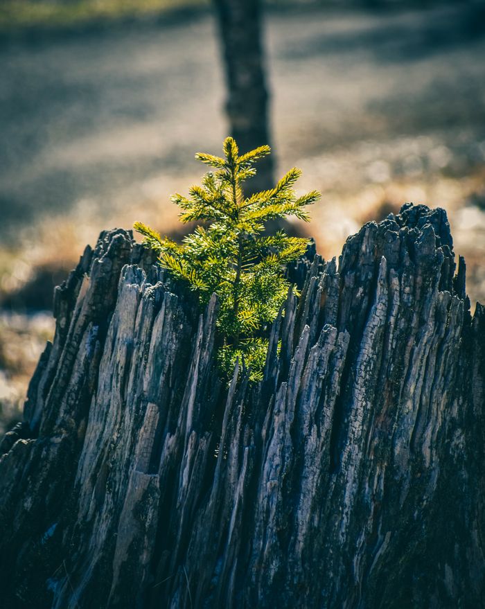Young fragile green fir tree growing on old rotten trunk in sunny forest